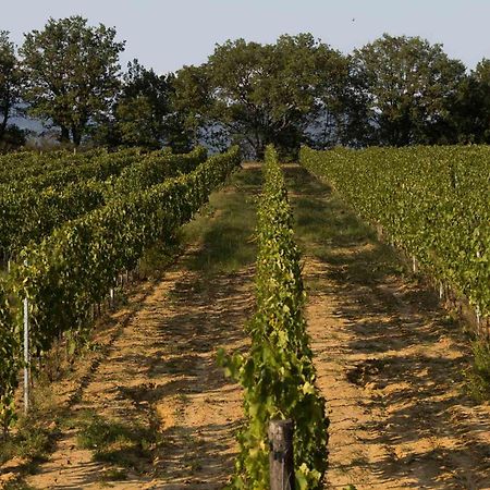 Agriturismo Le Baccane Vinci Dış mekan fotoğraf