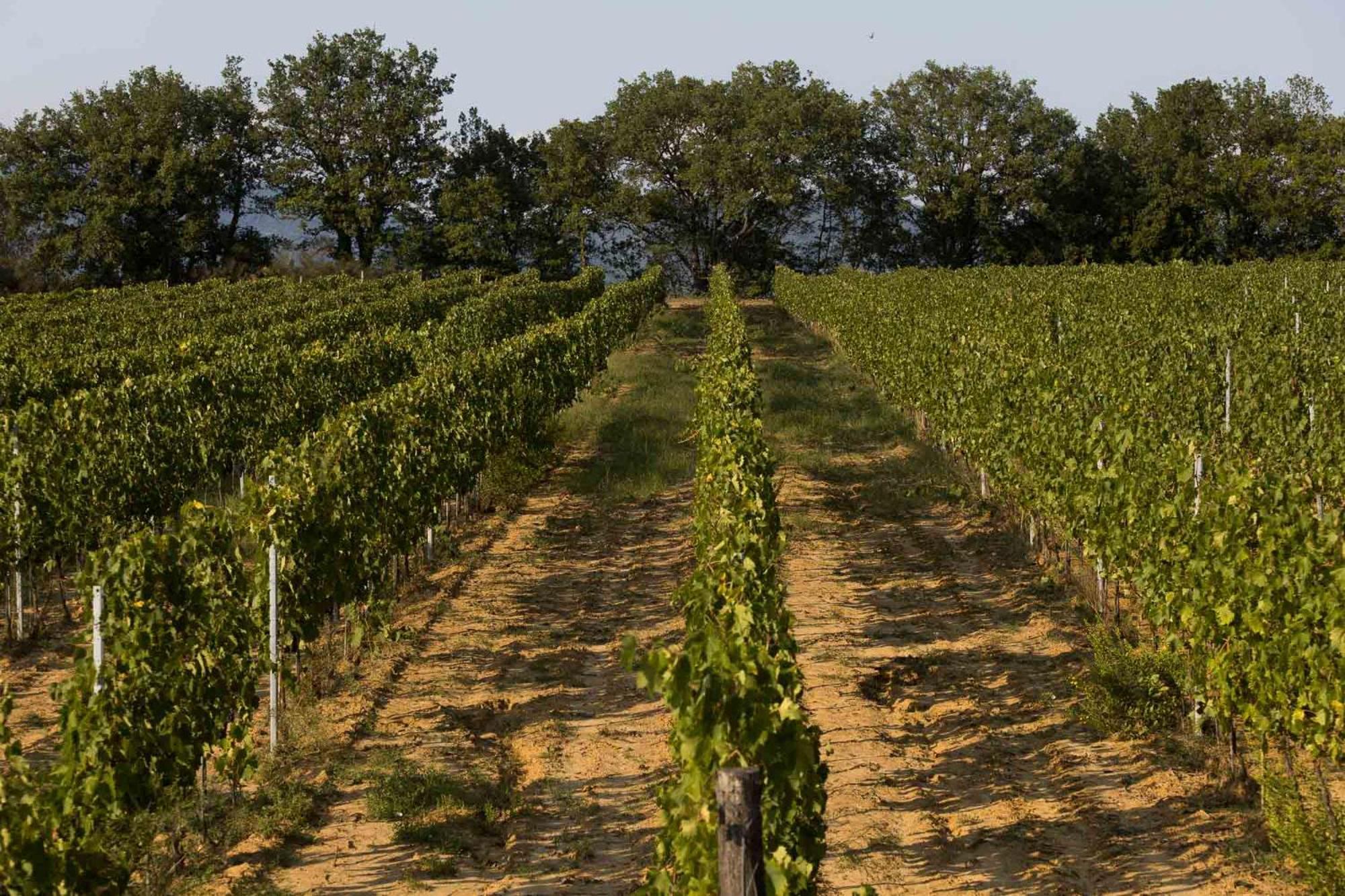 Agriturismo Le Baccane Vinci Dış mekan fotoğraf