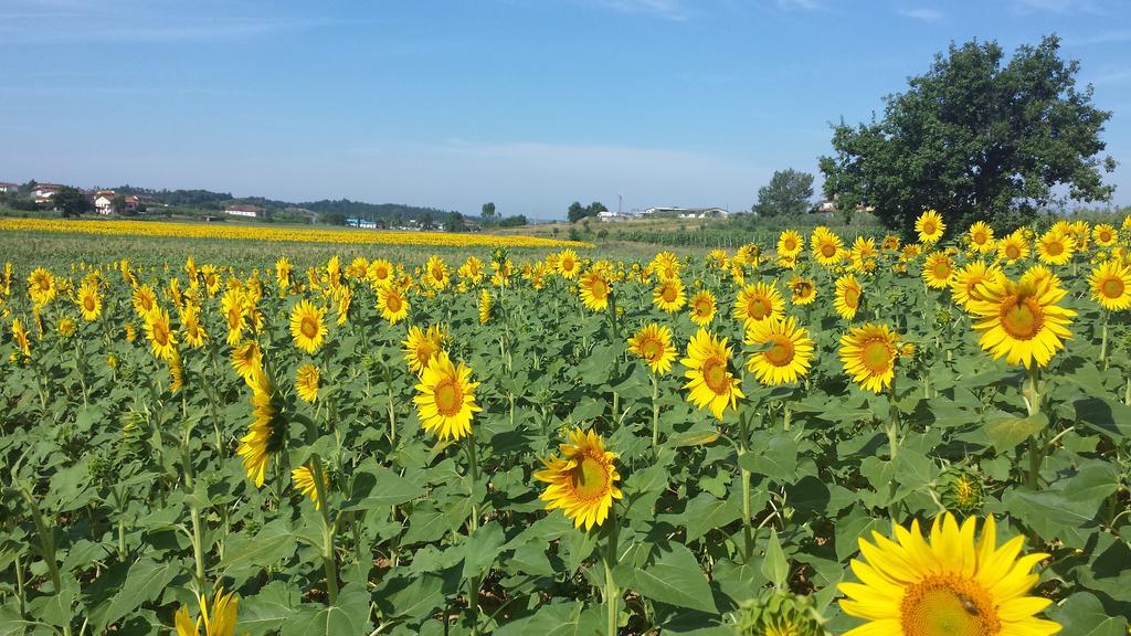 Agriturismo Le Baccane Vinci Dış mekan fotoğraf